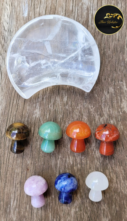 Champignons 7 chakras